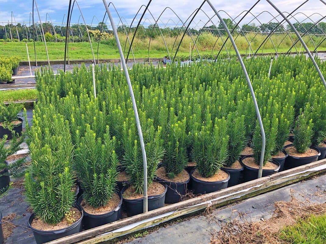 Plants Direct, Inc.