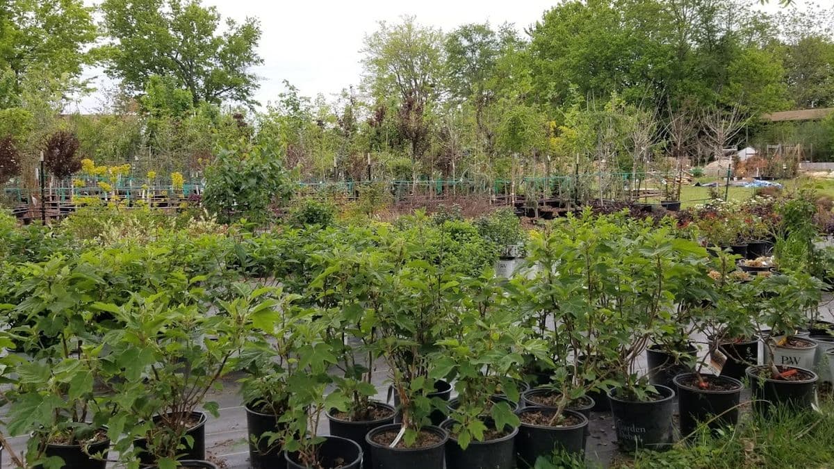 Plants Etc
