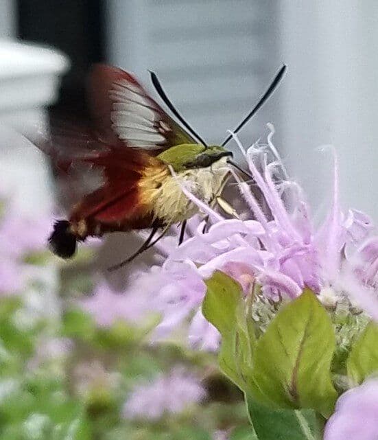 Plants for Ecology