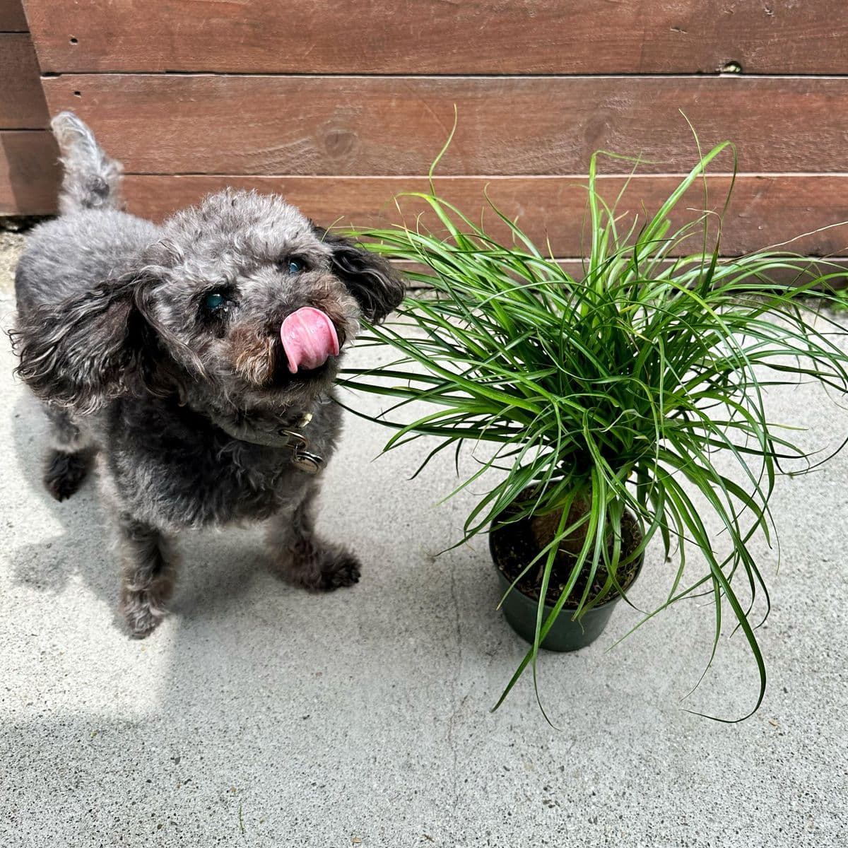 Plants for Pet Parents