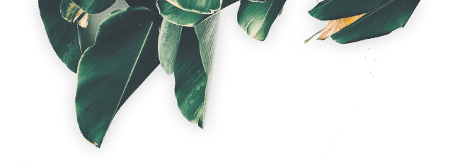 Plants on Broadway
