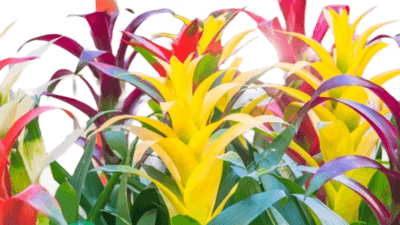 plants over people®