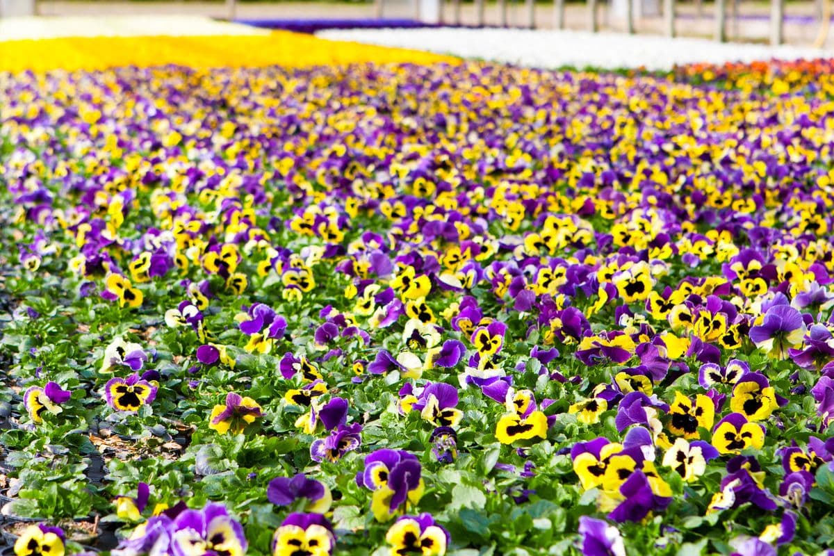 Plantus Nursery