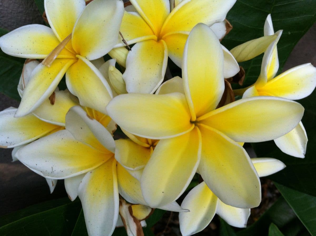 Plumeria Palace