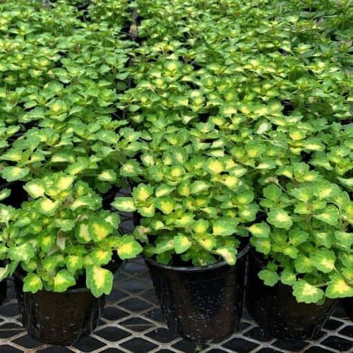 Pochedly Greenhouses