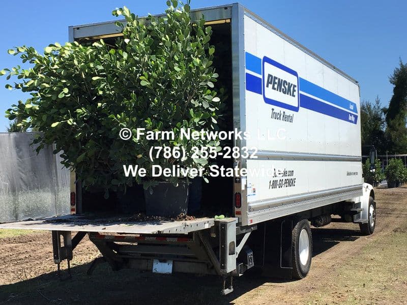 Podocarpus Growers of South Florida