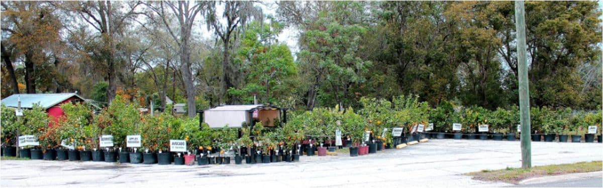 Pokey's Citrus Nursery