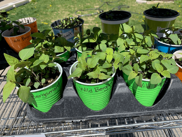Pollinator Friendly Nursery, LLC