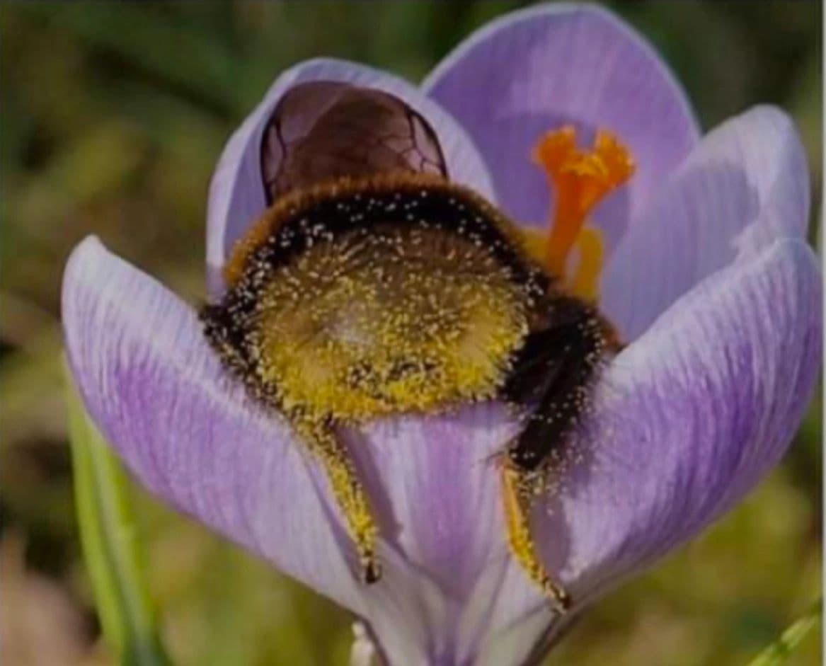 Pollinator’s Paradise