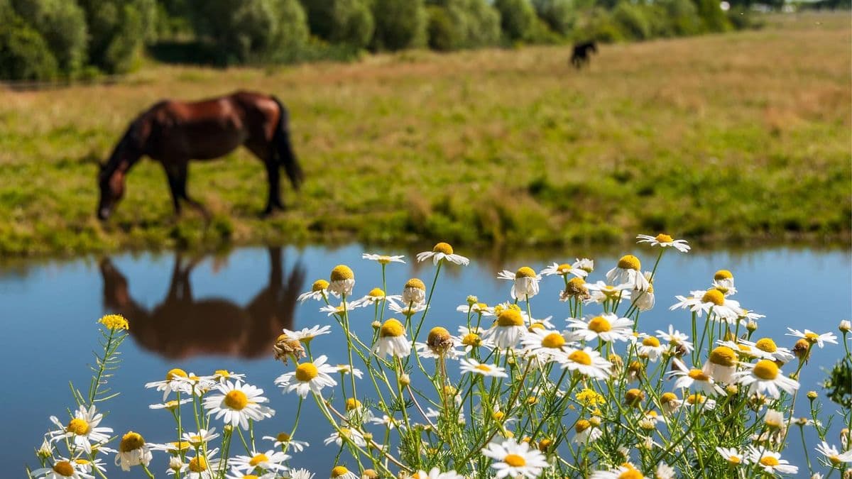 Pond Creek Meadows
