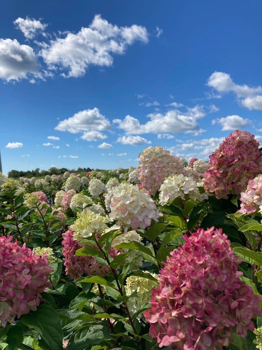 Pond View Gardens LLC