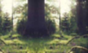 Ponderosa Tree Farm & Nursery