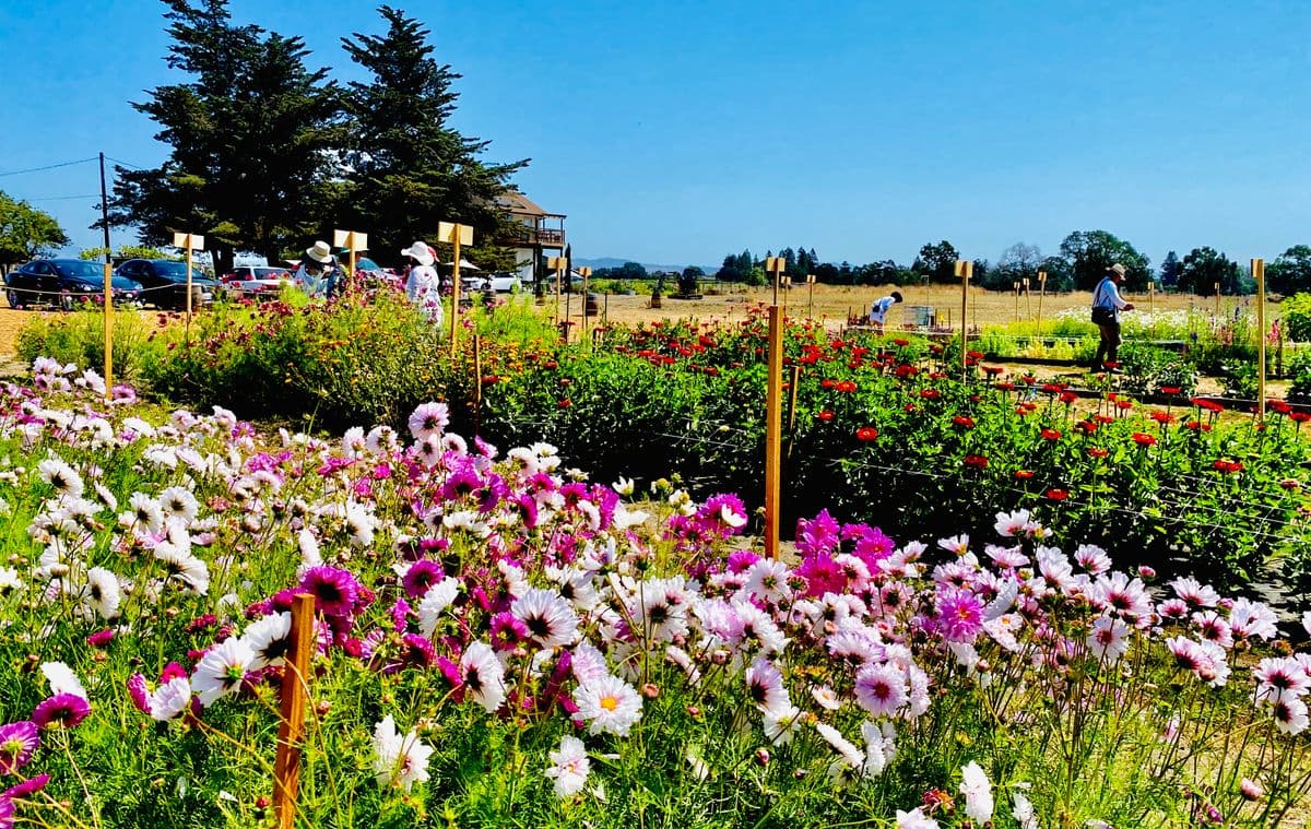 Poppies & Petals Farm