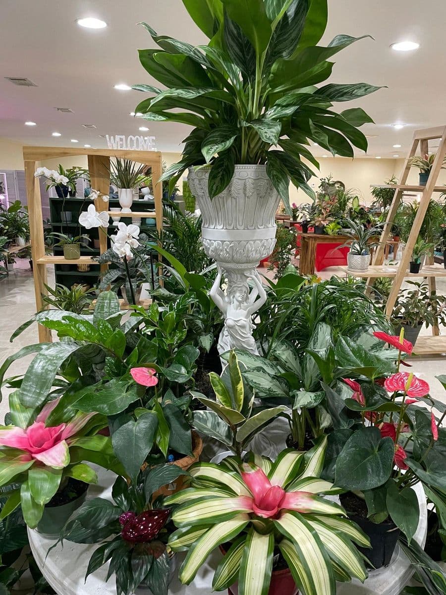 Poppin' Up Plants