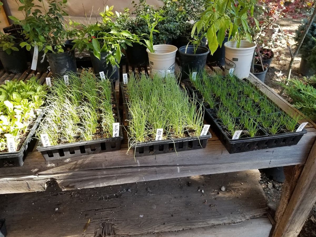 Poppy's Nursery