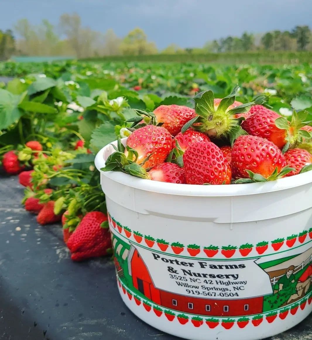 Porter Farms & Nursery Farm Market