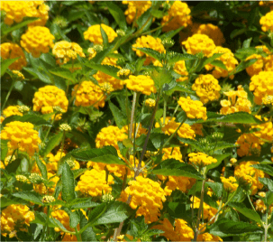 Porter Garden Center