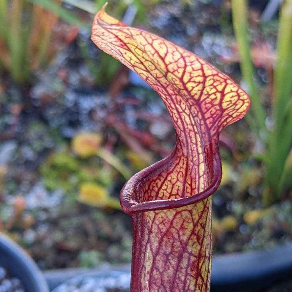 Portland Carnivorous Plants