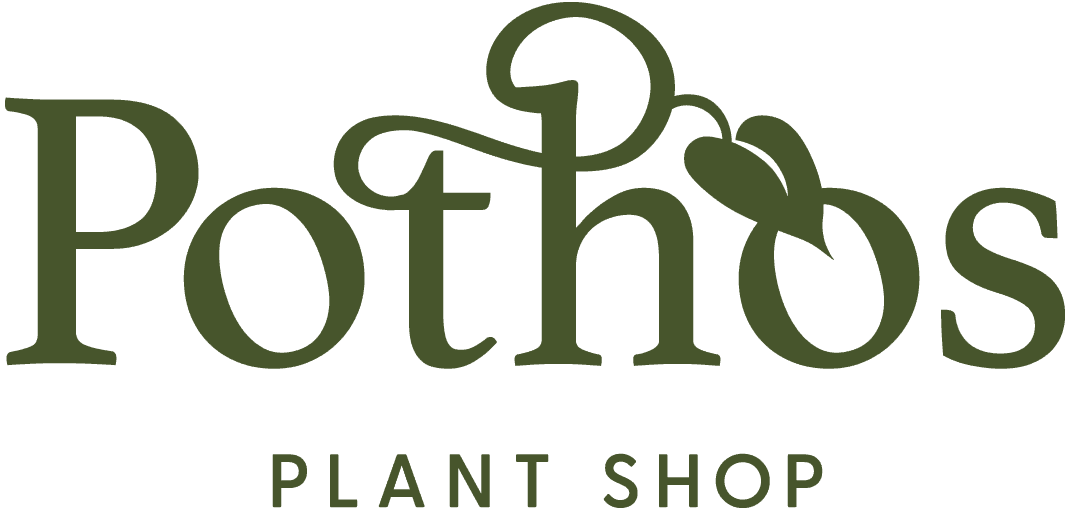 Pothos Plant Shop
