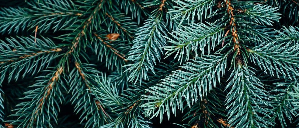 Potter's family Christmas tree farm