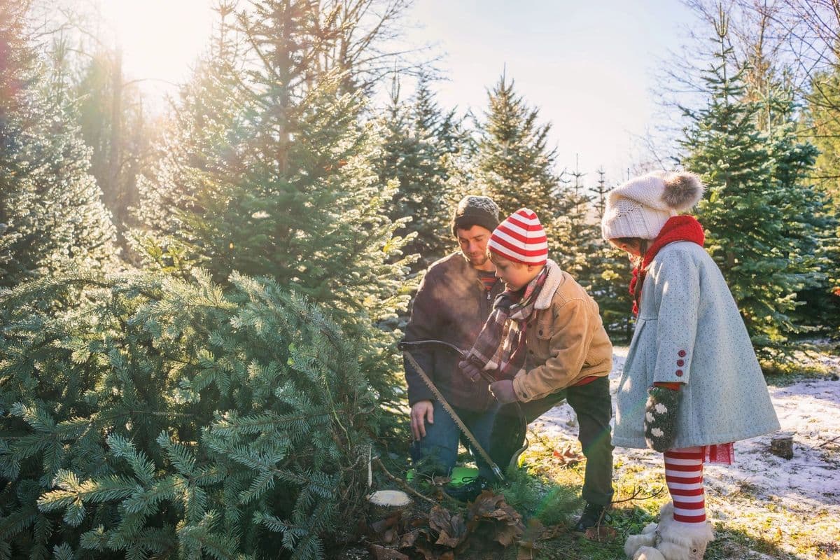 Poverty Hill Tree Farm