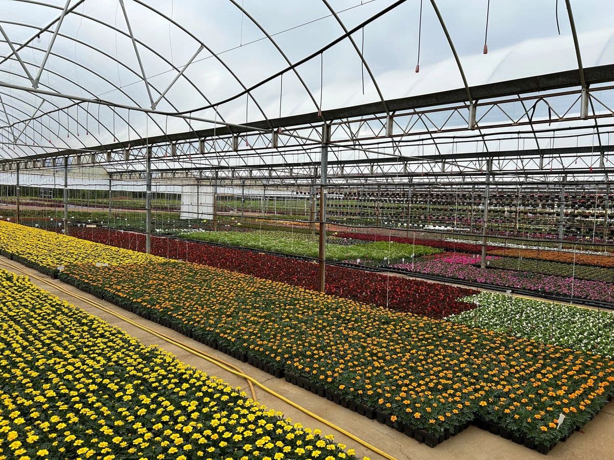 POWELL PLANTS