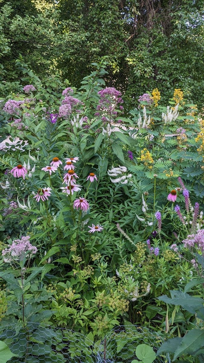 Prairie Fairy Native Plants