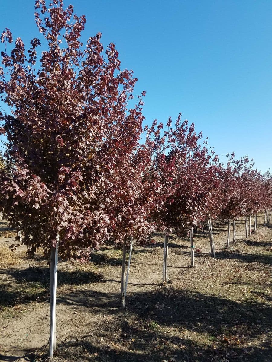 Prairie Fire Tree Farm
