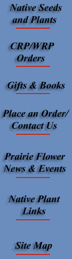 Prairie Flower