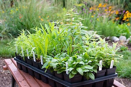 Prairie Nursery