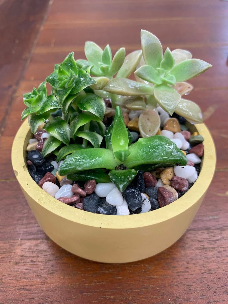 Prana Plants