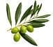 Premier Olive Trees