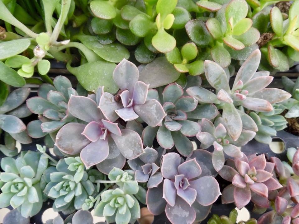 Premier Succulents