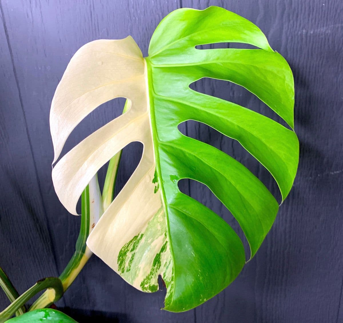 Pretty in Green Plants