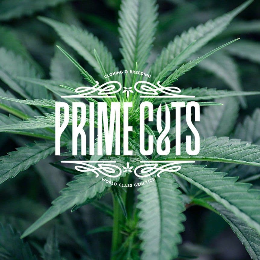 Prime Cuts Cannabis Nursery and Seed Bank