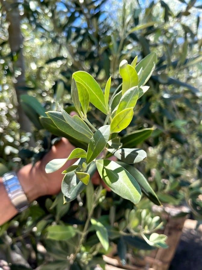 Progressive Glen Annie Specimen Tree Nursery