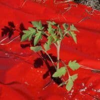 Progressive Grower