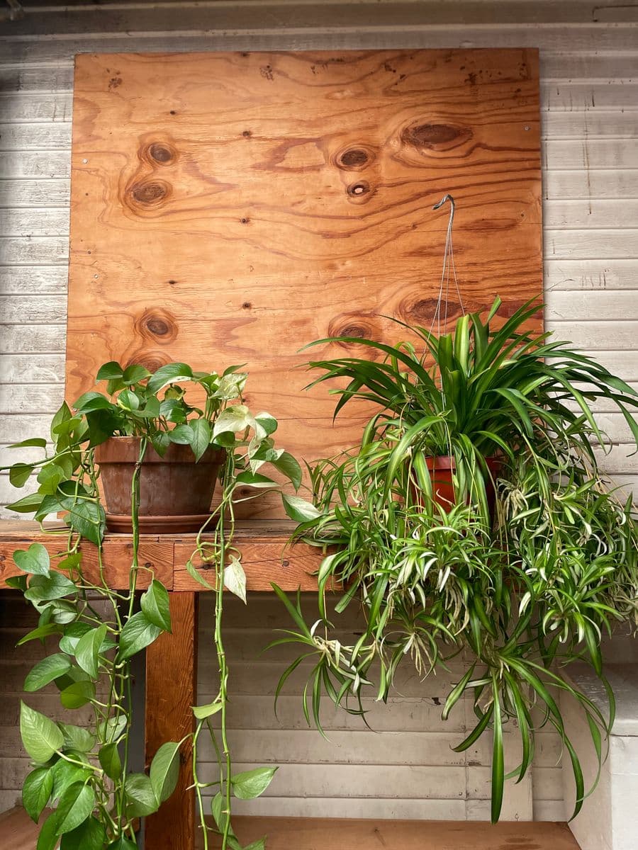 Prop House Plants