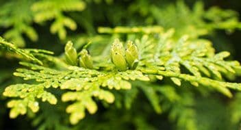Prospector's Nursery LLC