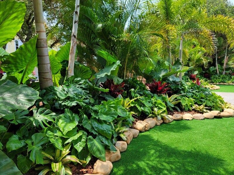 Pura Vida Tropical Plants