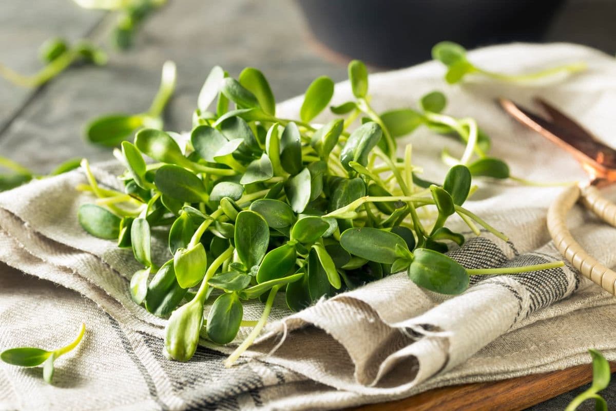 Pure Life Microgreens