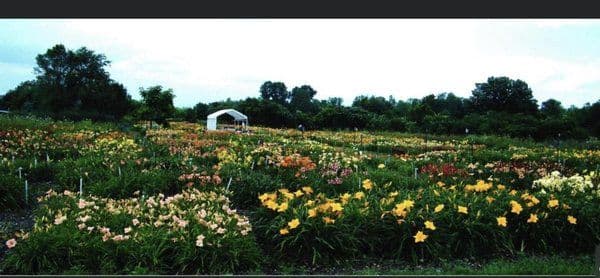 Q B daylilygardens