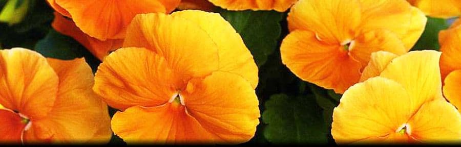 Quality Flowers & Plants