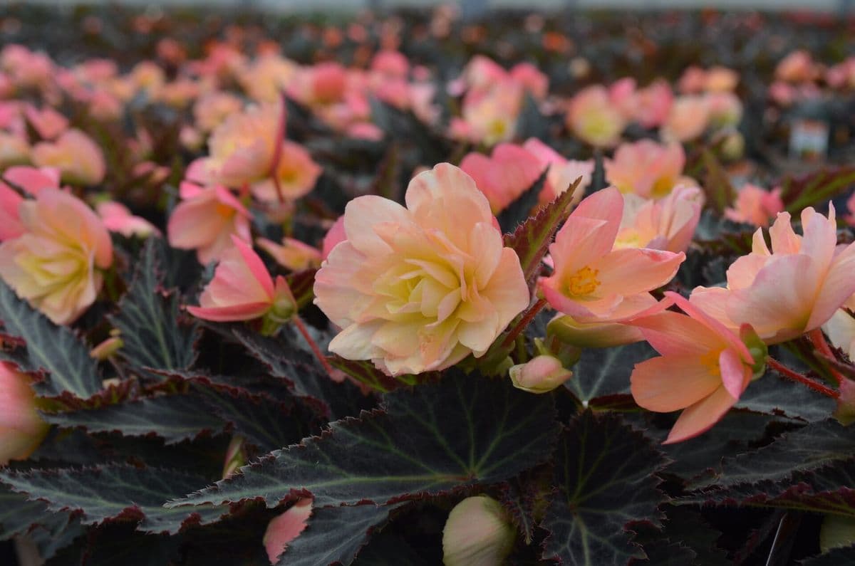 Quality Greenhouses