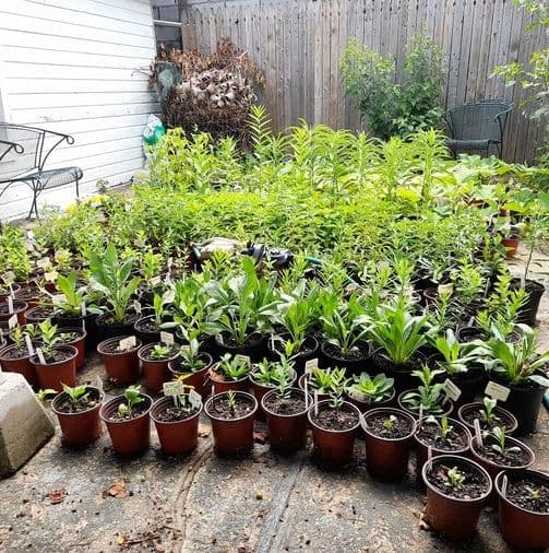 Queens NY Native Plants