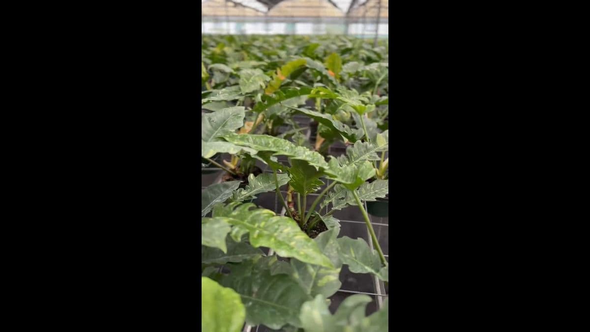 R & D Nurseries, inc.
