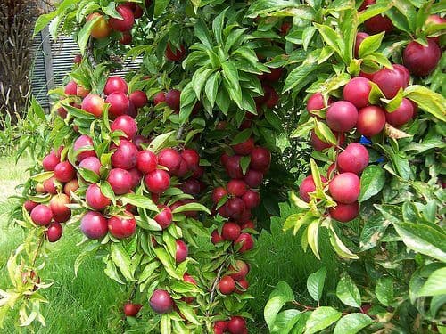 Rabbit Ridge Nursery