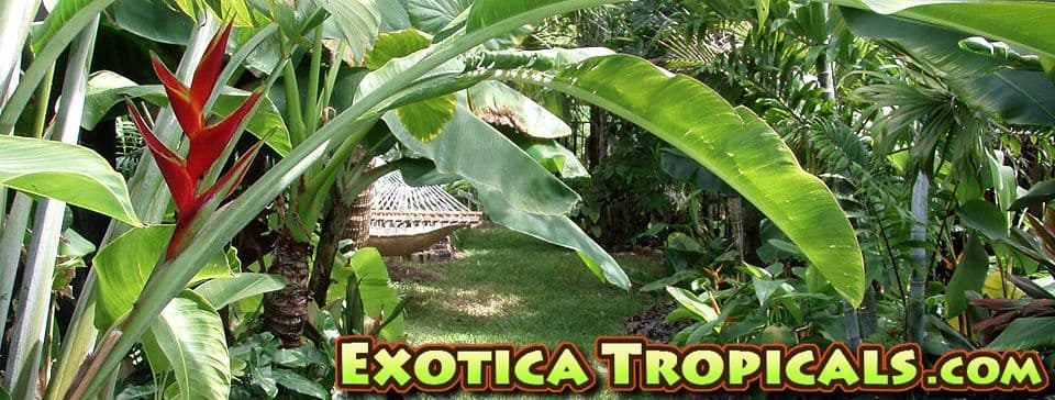Rainbow Eucalyptus and Tropical Plant Nursery