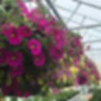 Rainbow Gardens