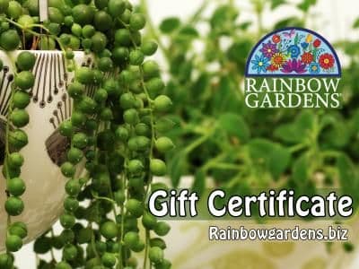 Rainbow Gardens